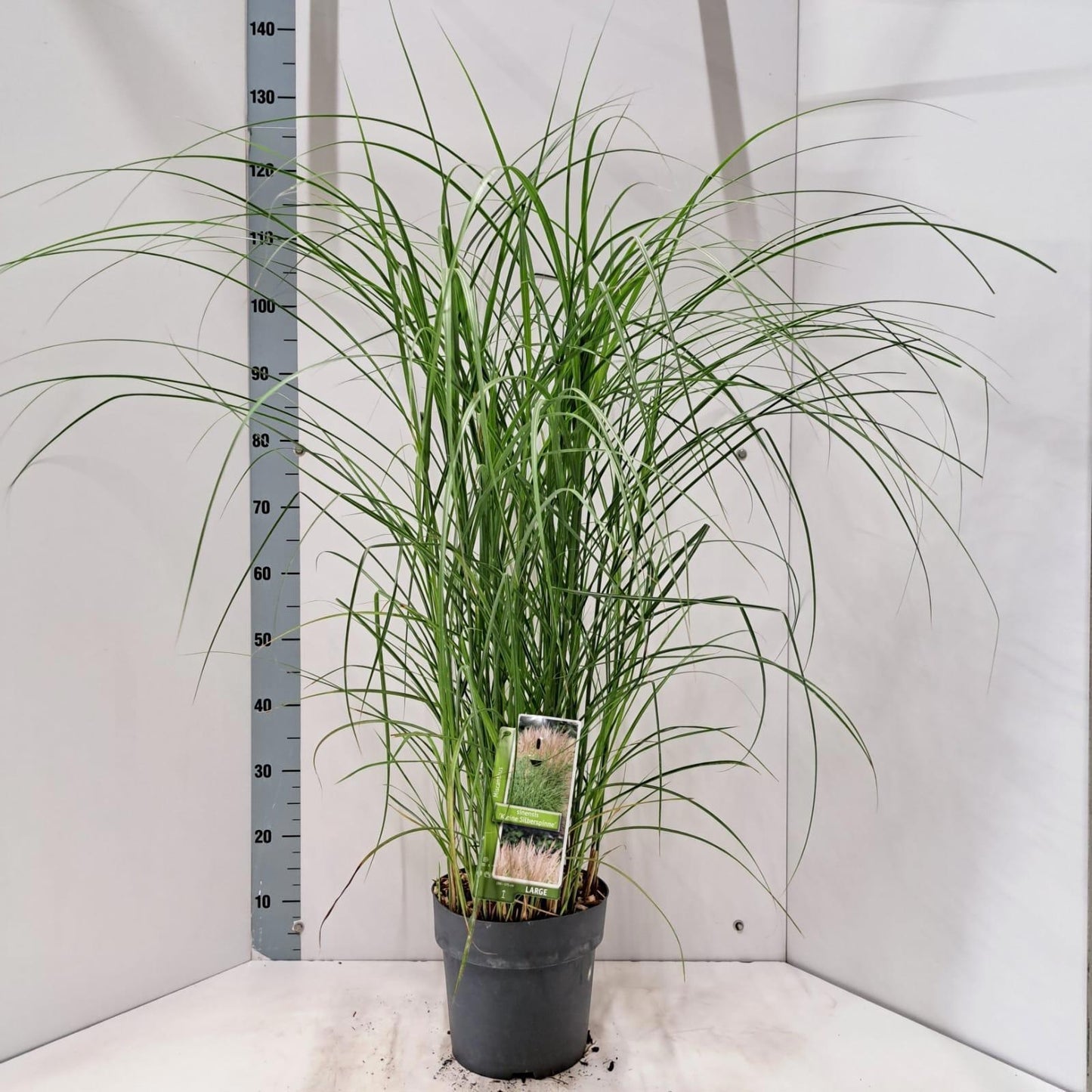 Miscanthus Kleine Silberspinne 125cm 23cm Pot