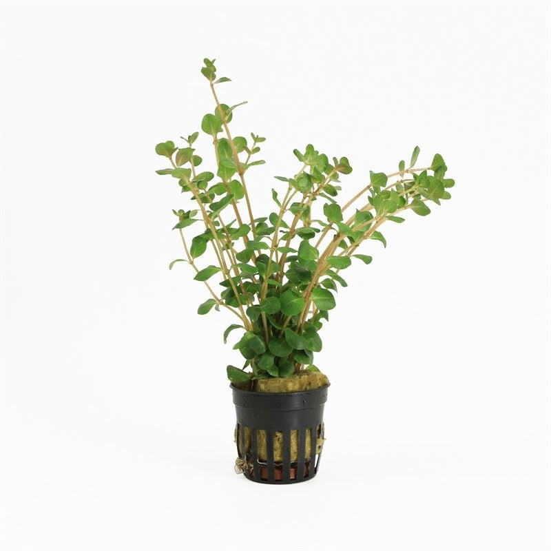 Rotala rotundifolia 10cm 5cm Pot