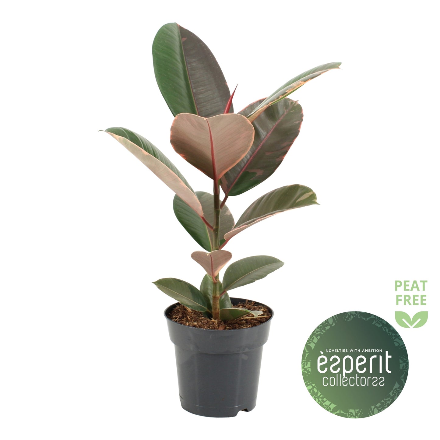 Ficus Pink Camouflage 55cm 17cm Pot