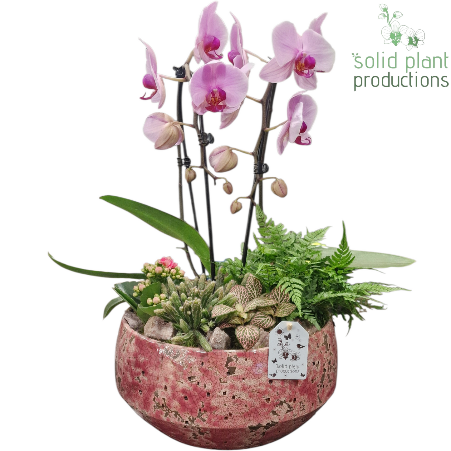 PH132 Aurora Hard Pink 50cm 28cm Pot