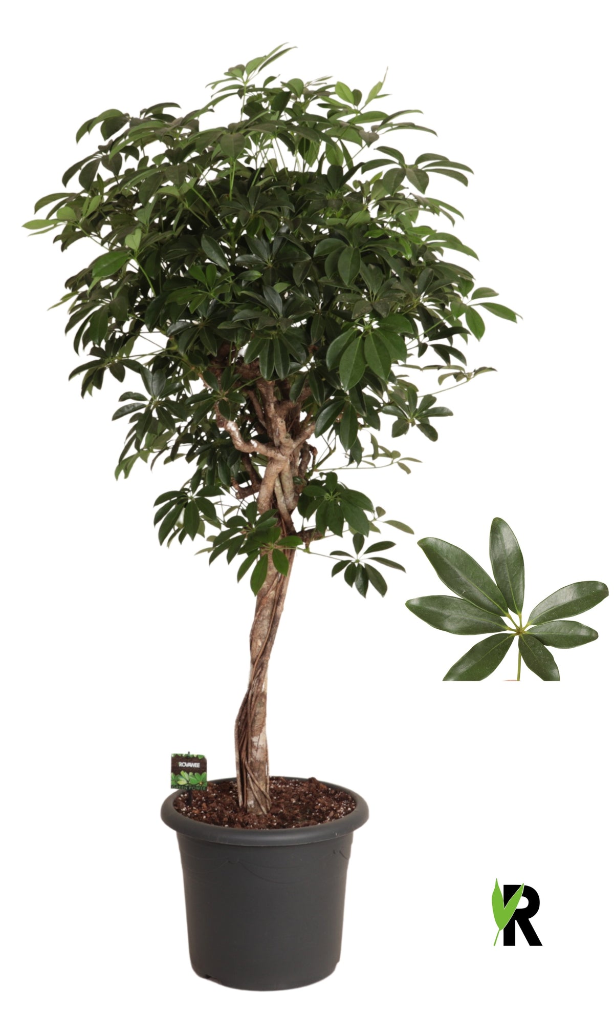 Schefflera Compacta 160cm 40cm Pot