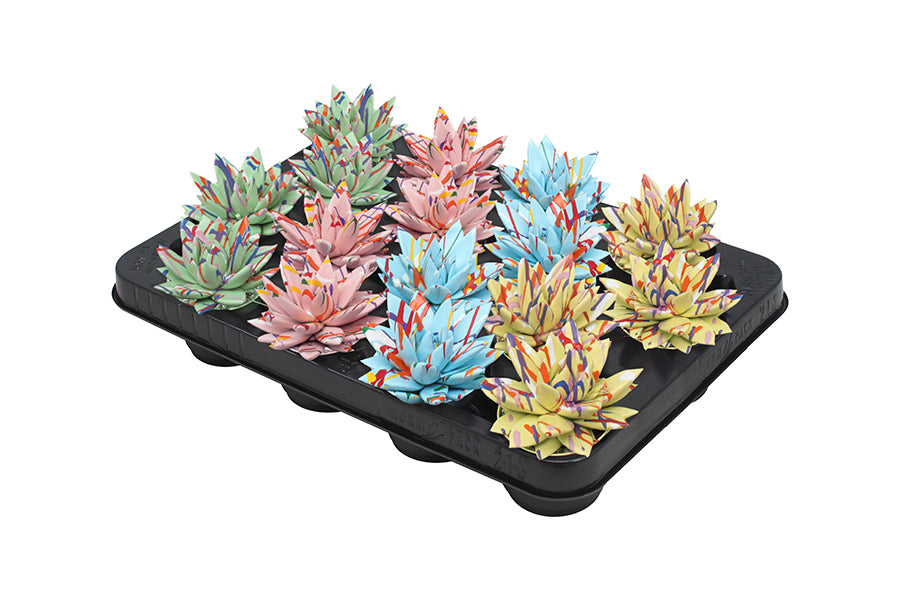 Echeveria colored Splash pastel mix 8cm 6cm Pot