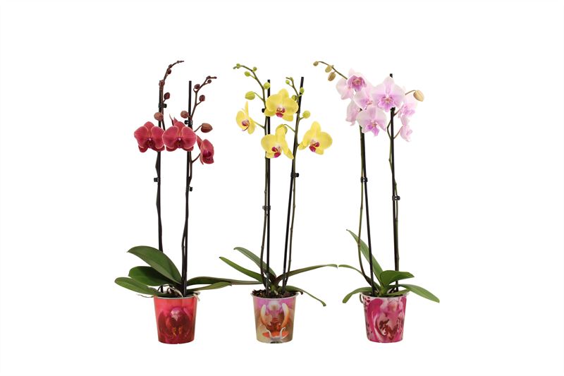 Phalaenopsis mix 60cm 12cm Pot