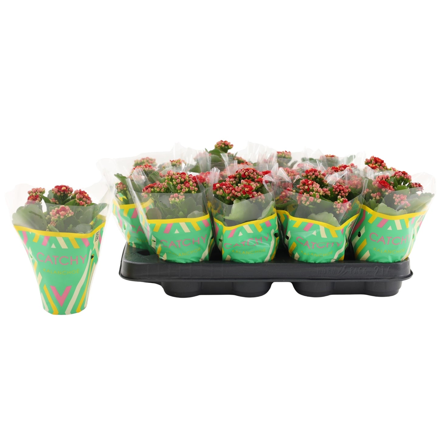 Vilosa Kalanchoe Rubio Red Pack of 16
