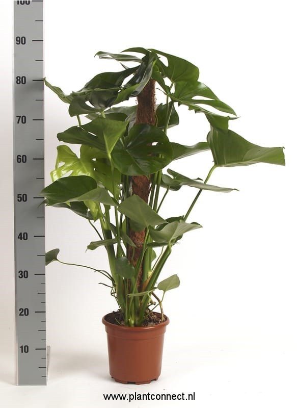Verbeek, Hkw. Mark Monstera deliciosa Pack of 1