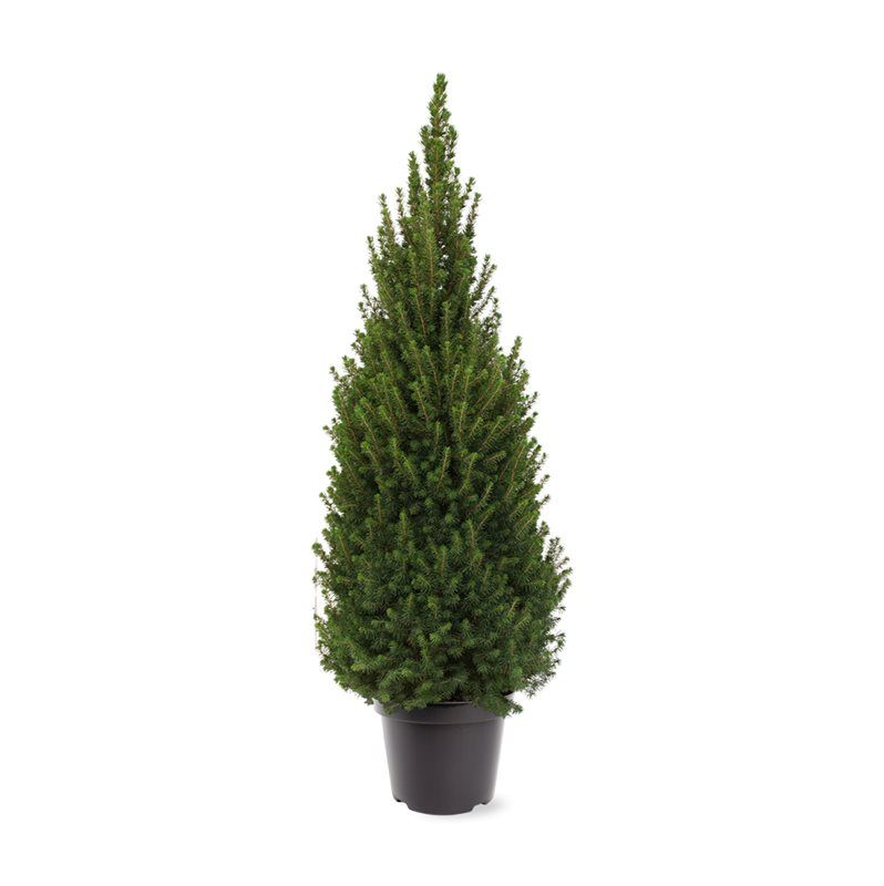 Picea glauca Perfecta 70cm 26cm Pot