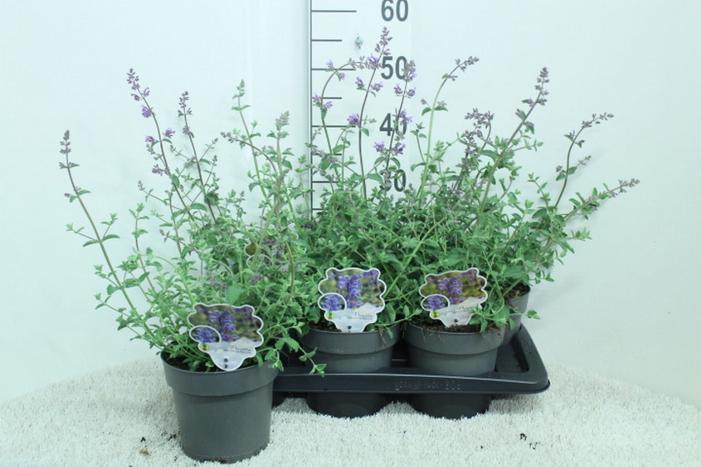 Nepeta faa. Walker's Low 50cm 17cm Pot