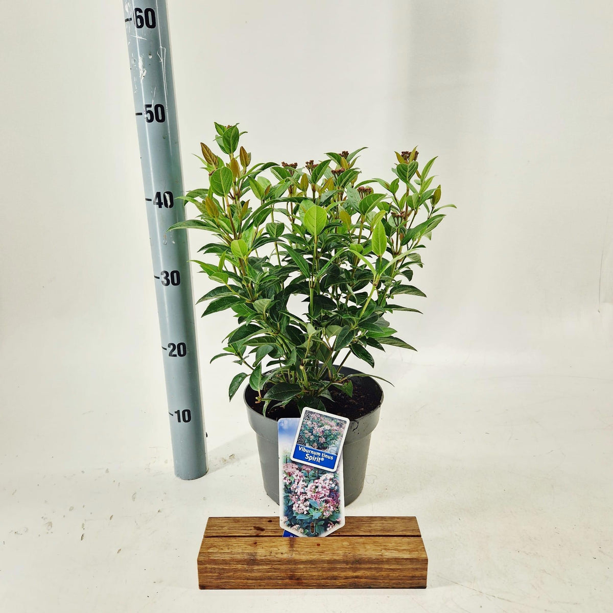 Viburnum tinus Spirit 45cm 19cm Pot