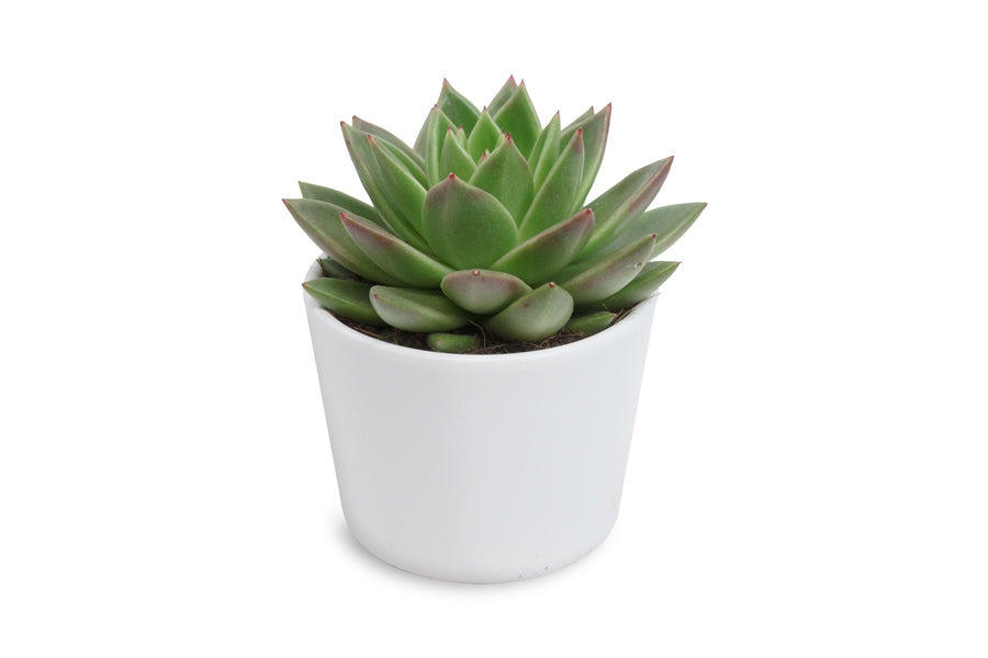 Echeveria Miranda 12cm 12cm Pot