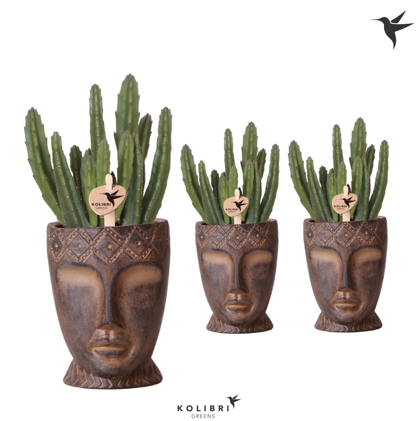 OK Plant Stapelia leendertziae Pack of 7