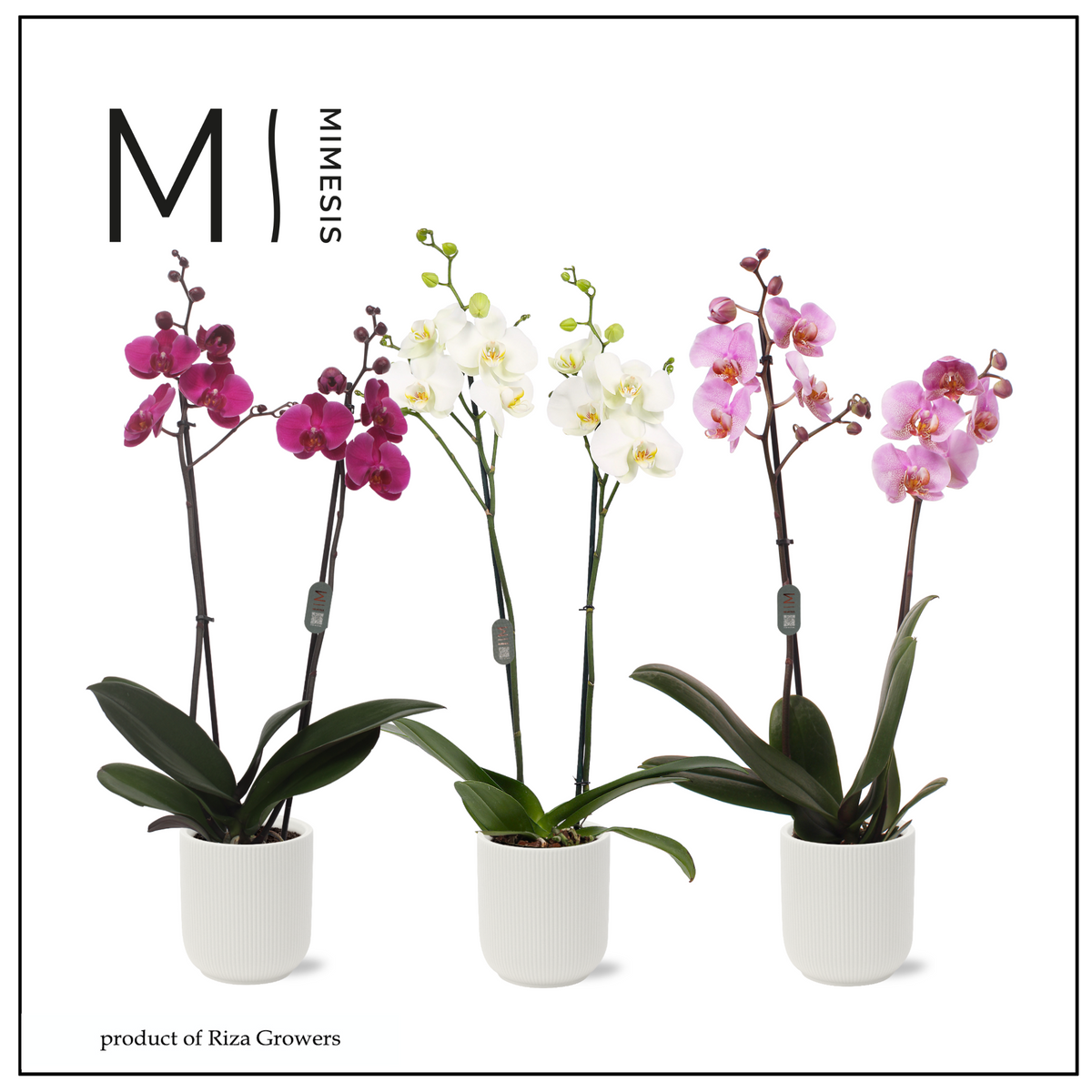 Phalaenopsis mix 70cm 12cm Pot