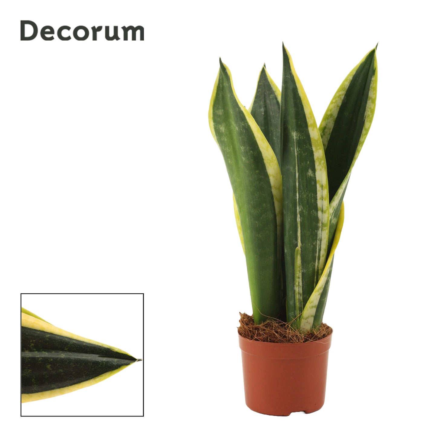 Sansevieria trifasciata 30cm 9cm Pot