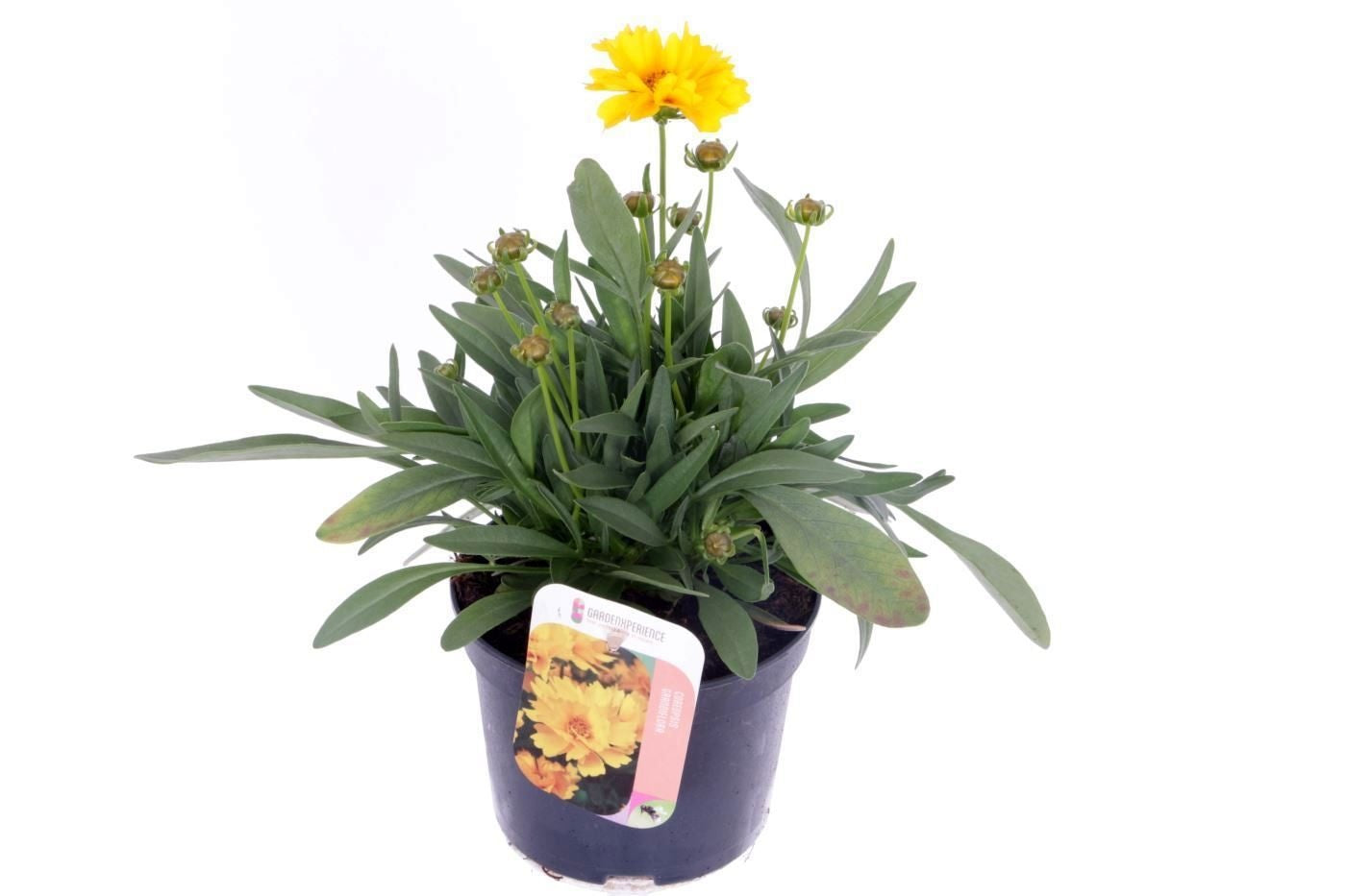 Coreopsis Early Sunrise 30cm 13cm Pot