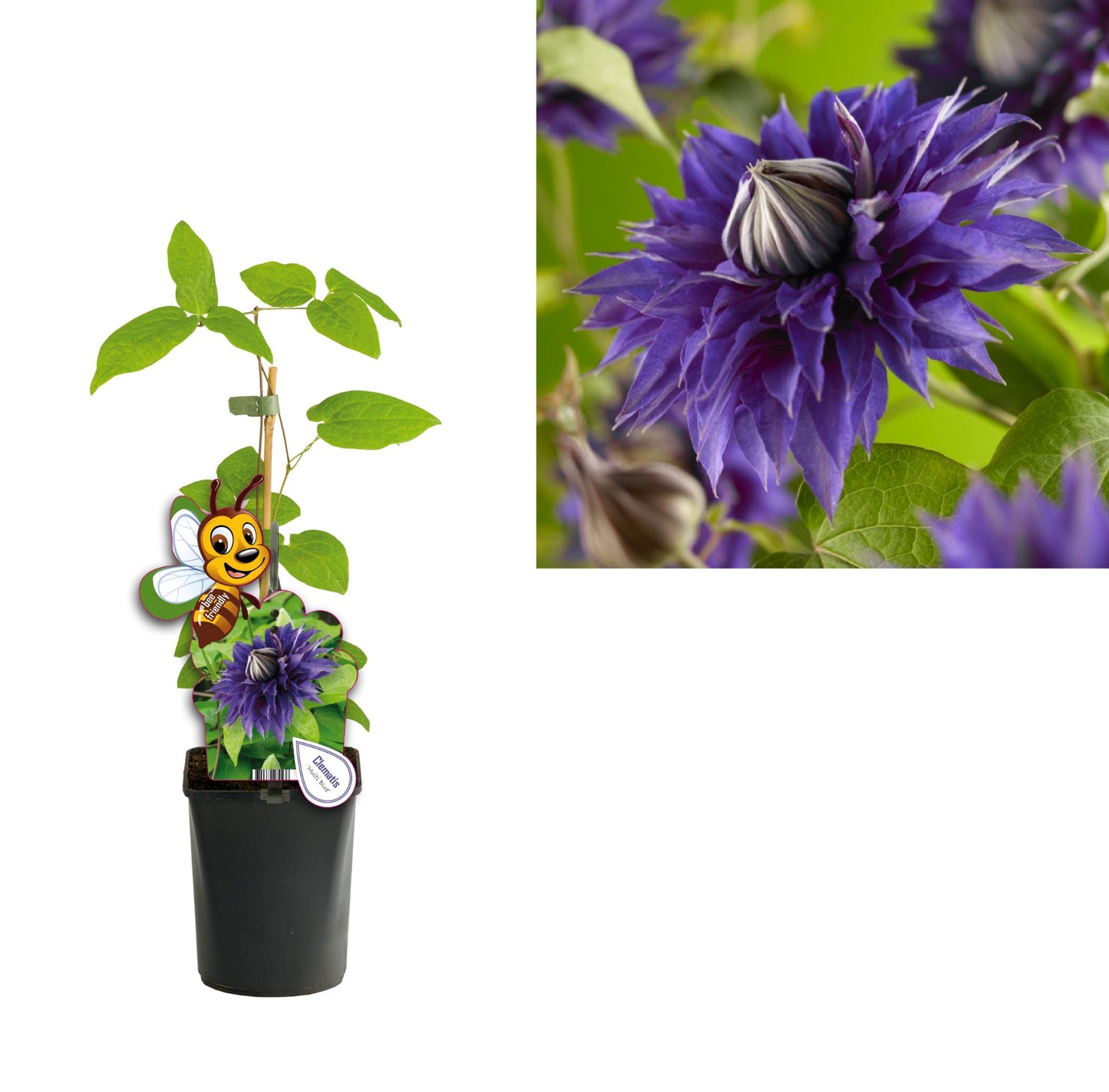 Clematis Multi Blue 40cm 11cm Pot
