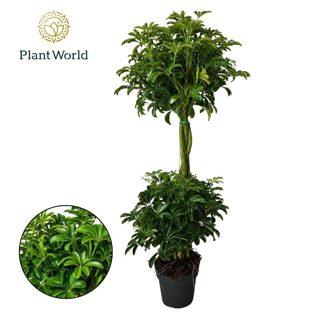 Schefflera Luseana 80cm 21cm Pot