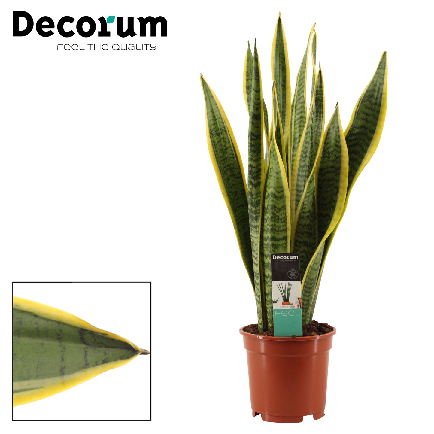 Duijn-Hove BV, kwekerij Sansevieria Laurentii Pack of 6