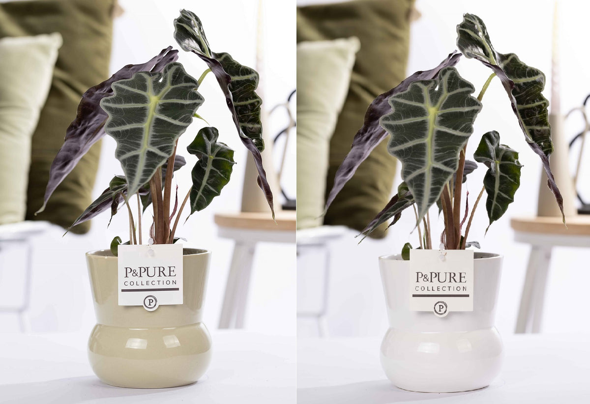 Alocasia amazonica 40cm 12cm Pot