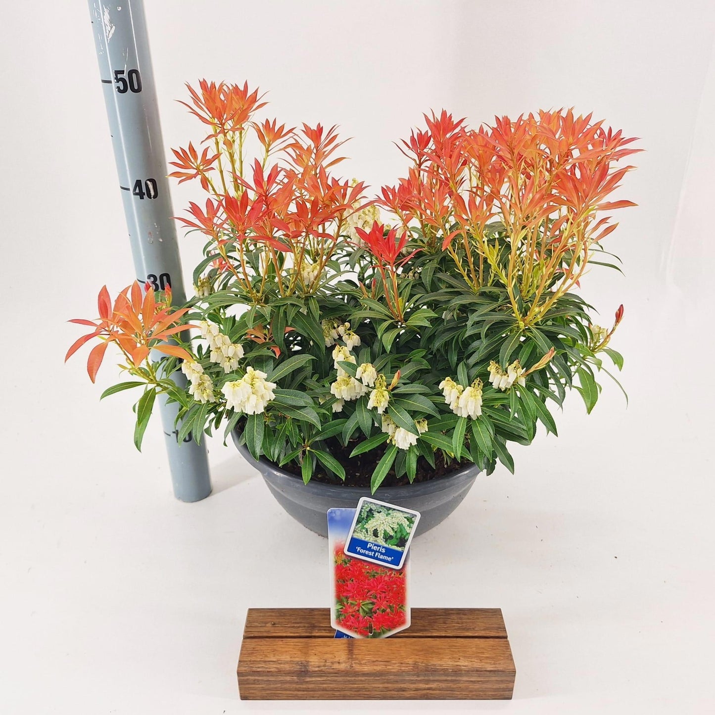 Pieris japonica Forest Flame 40cm 33cm Pot