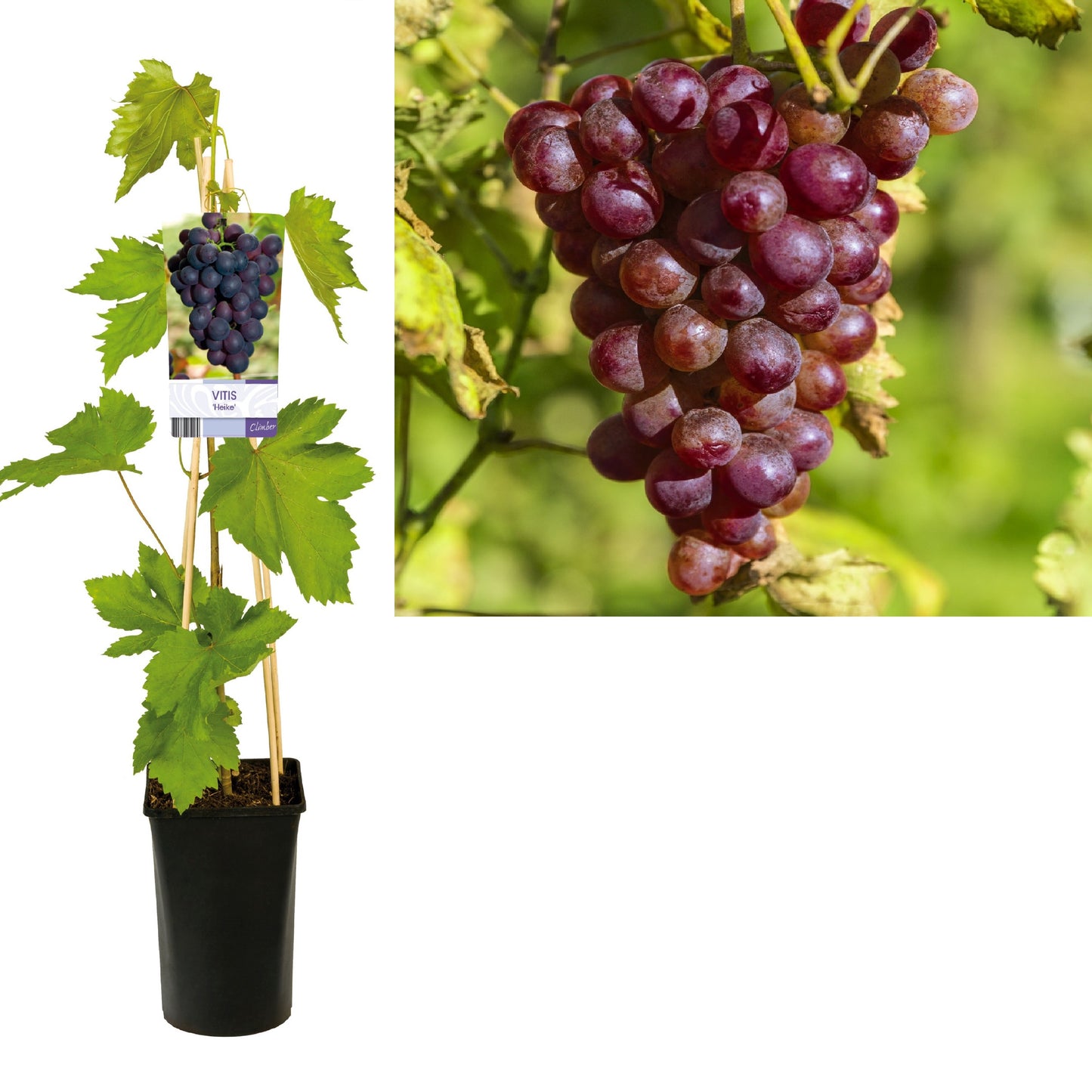 Vitis Attika (Grape) 75cm 17cm Pot