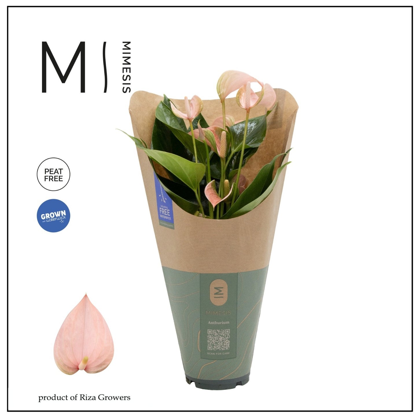 Anthurium Joli Peach 43cm 12cm Pot