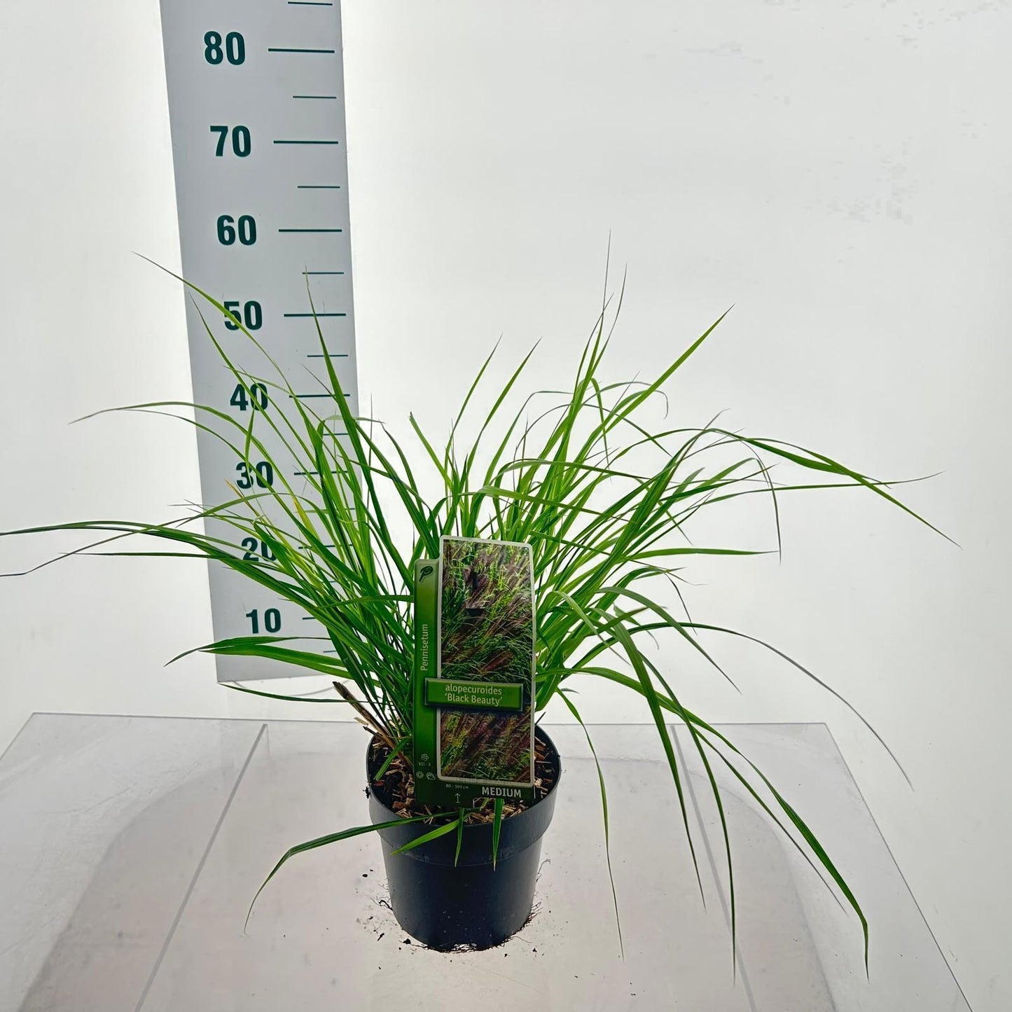 Pennisetum alopecuroides 35cm 19cm Pot