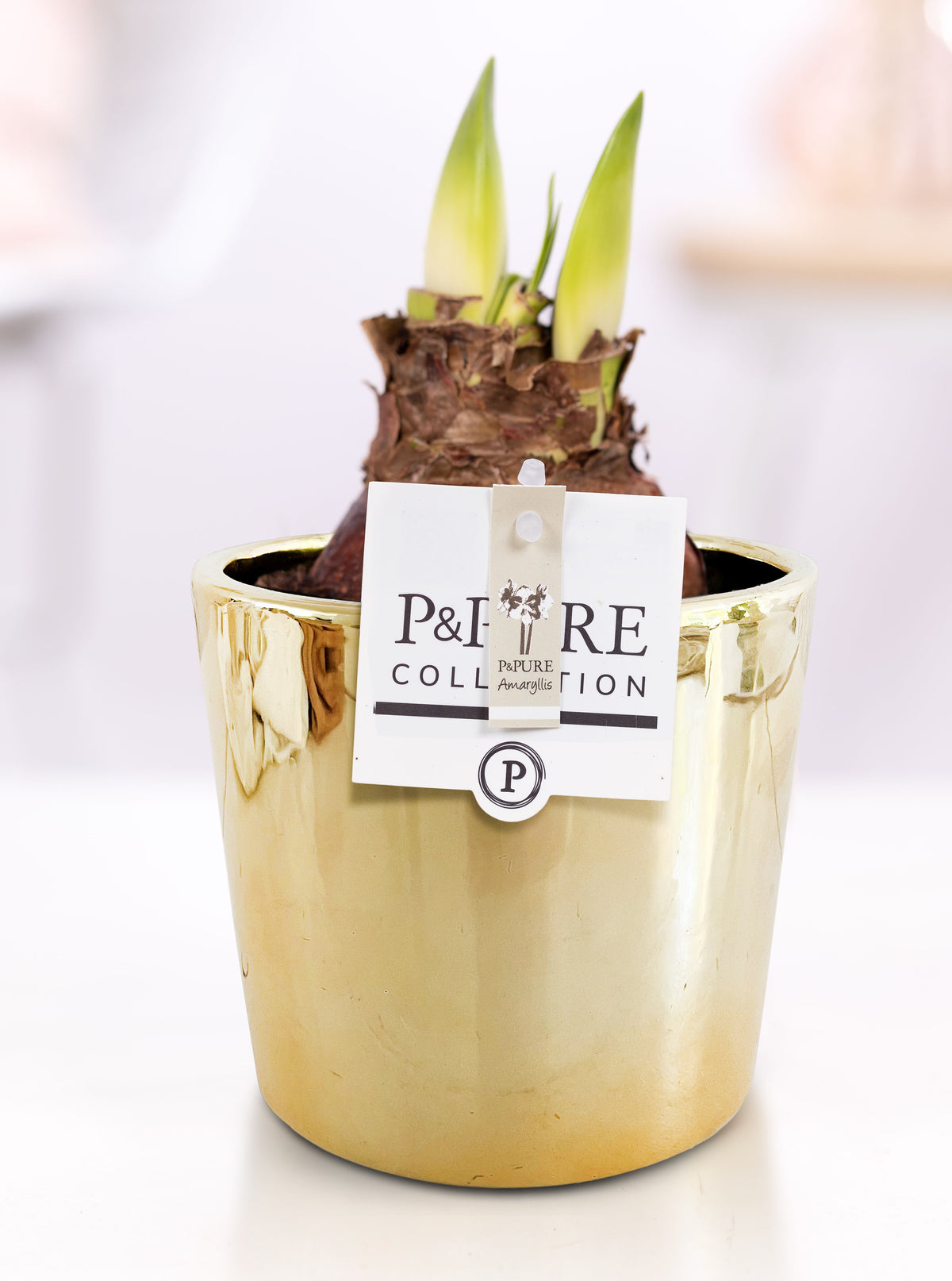 Hippeastrum Hybrid 22cm 12cm Pot