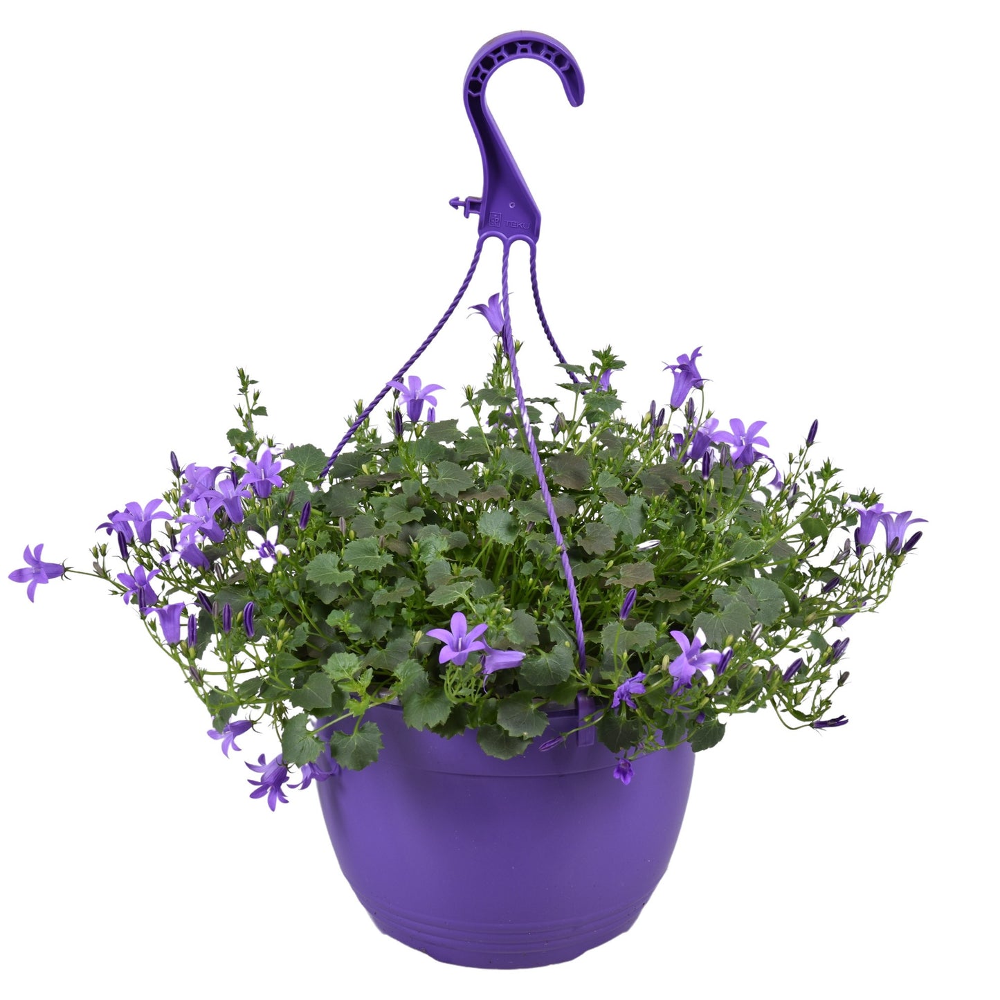 Campanula Ambella purple 30cm 22cm Pot