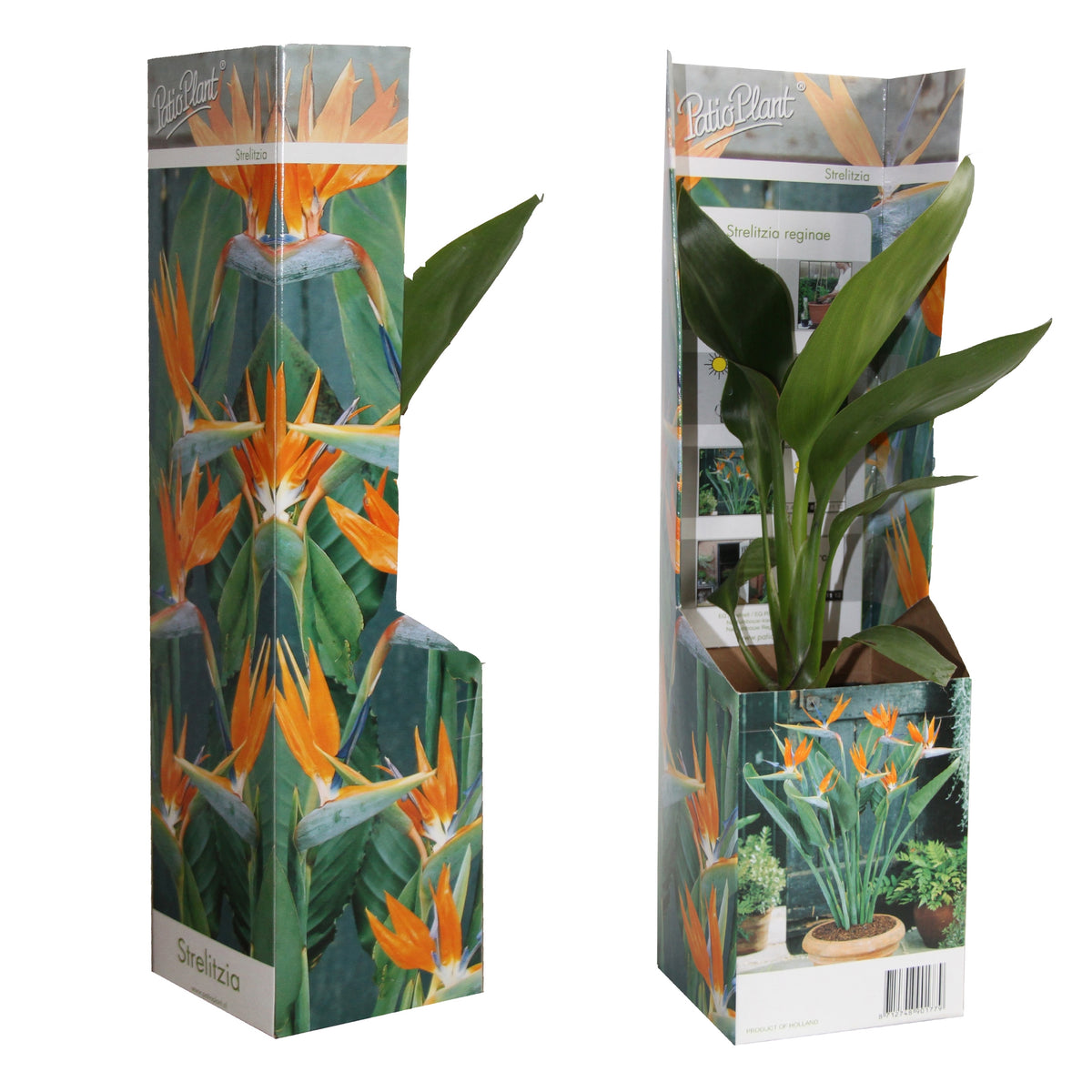 Strelitzia reginae 25cm 9cm Pot