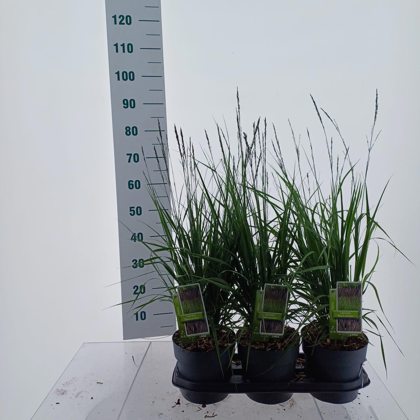 Molinia caerulea mix 75cm 19cm Pot