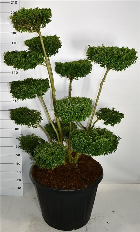 Ilex cren. Ellipta Convex 220cm 65cm Pot