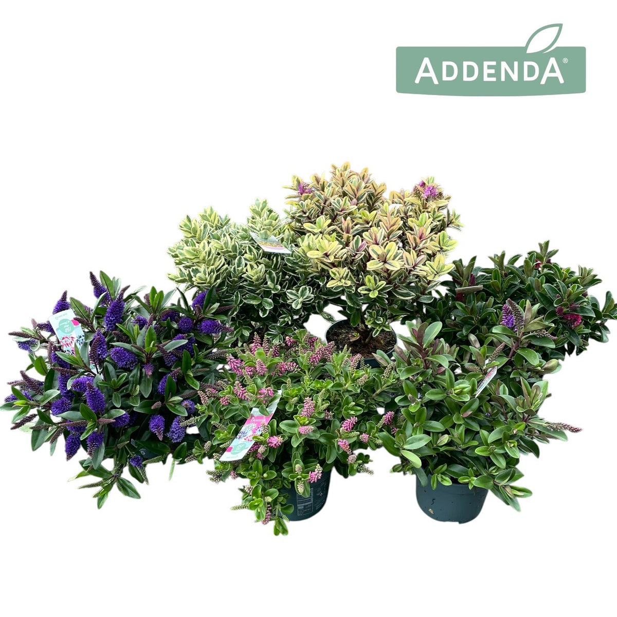 Hebe Addenda mix 30cm 12cm Pot