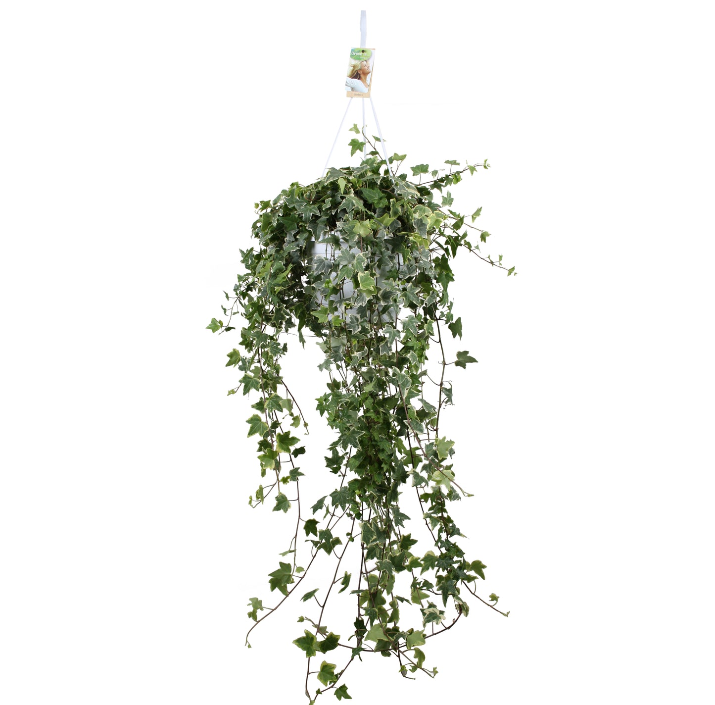 Hedera helix Eva 24cm Pot