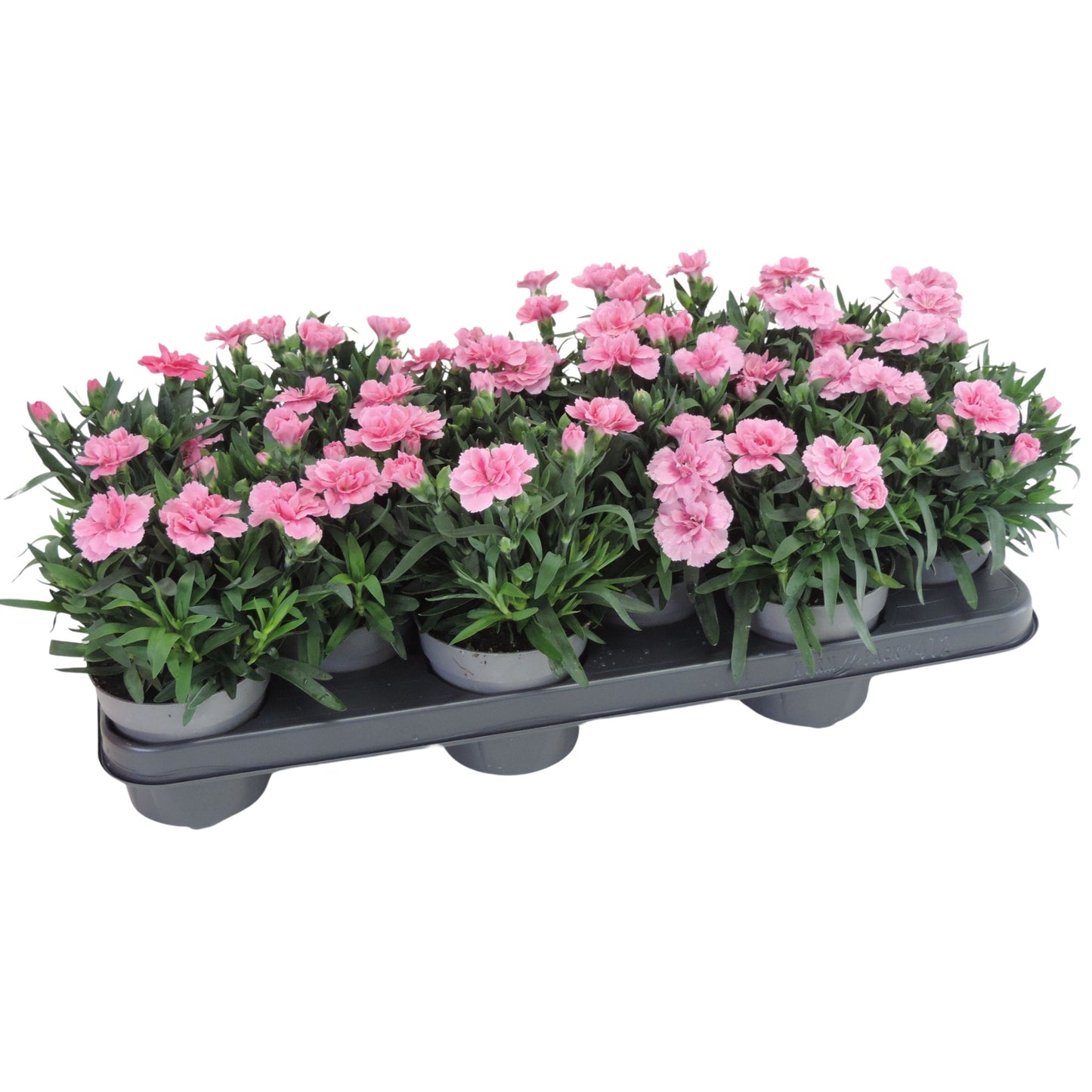 RS Potplants Dianthus I Love U Pack of 12