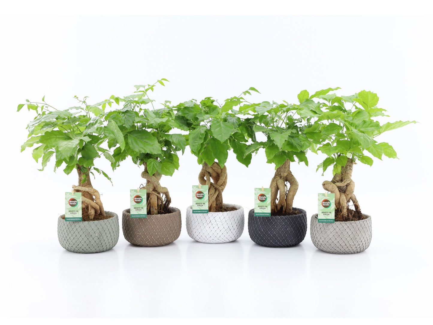 Radermachera sinica 30cm 16cm Pot