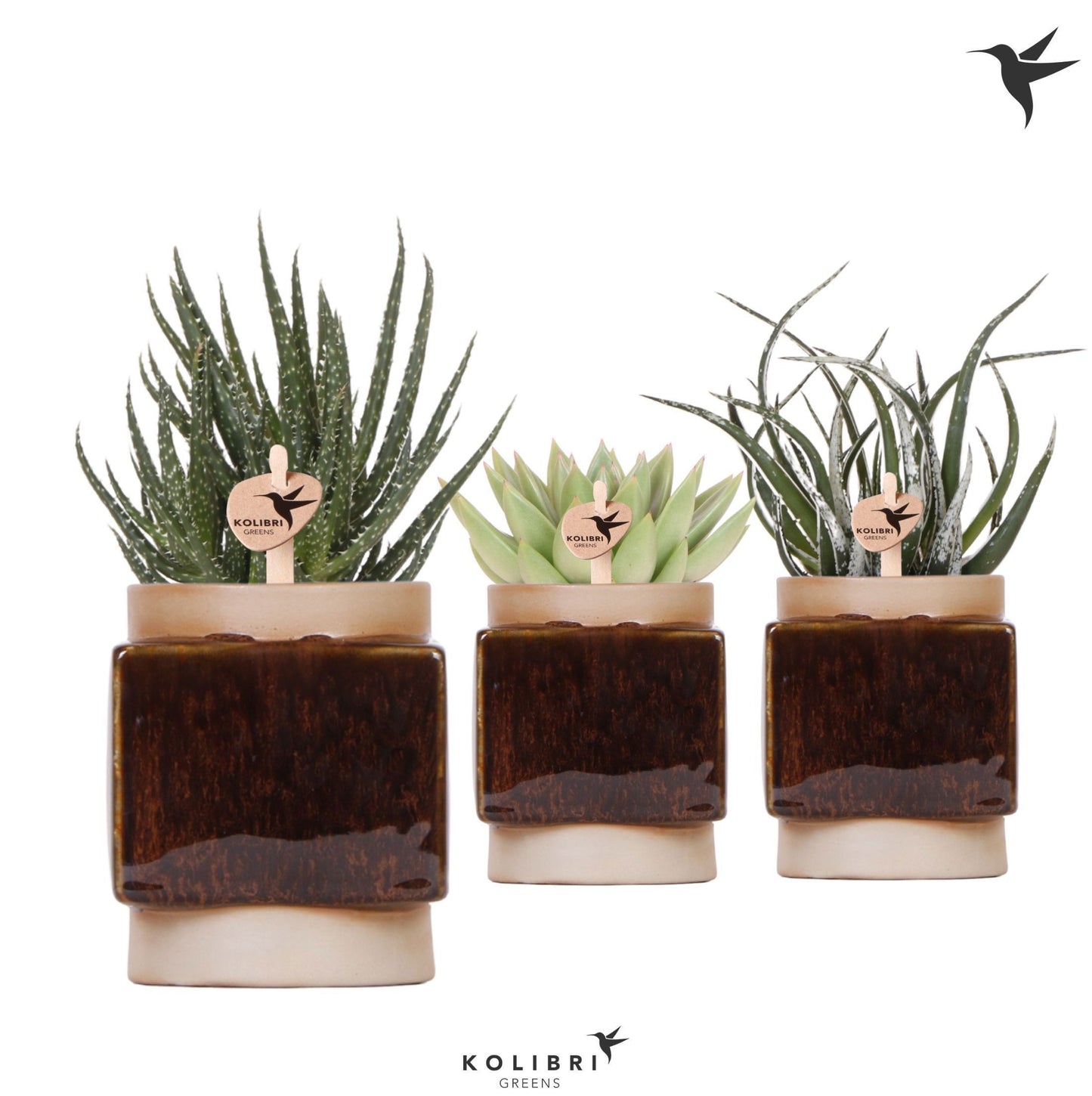 Kolibri Greens Succulents mix 20cm 9cm Pot