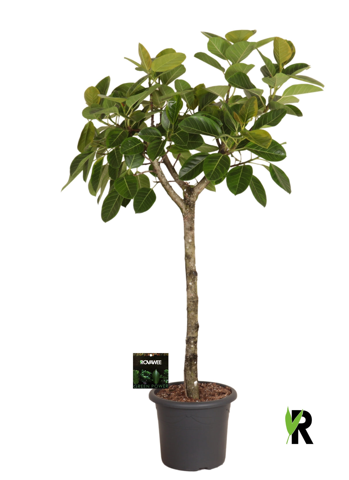 Ficus benghalensis 200cm 40cm Pot