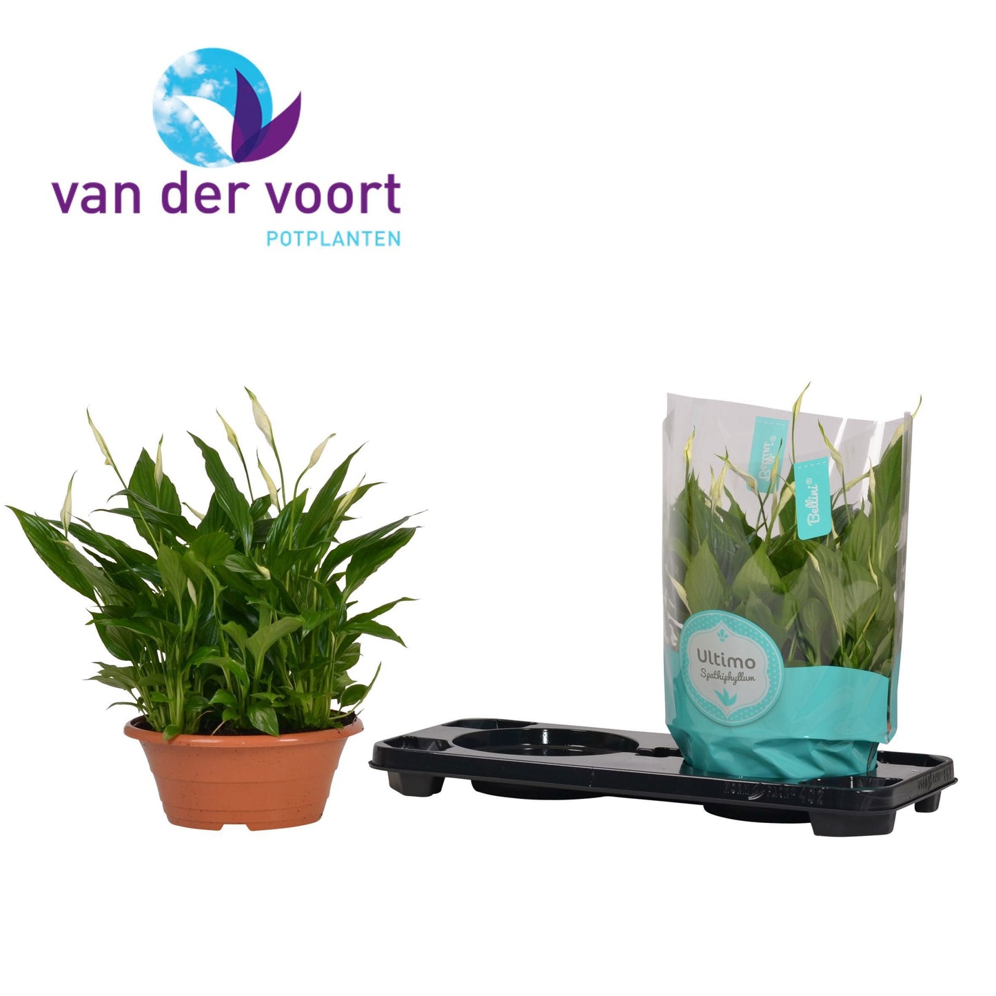 Riza vd Voort Potplanten Spathiphyllum Bellini Pack of 2