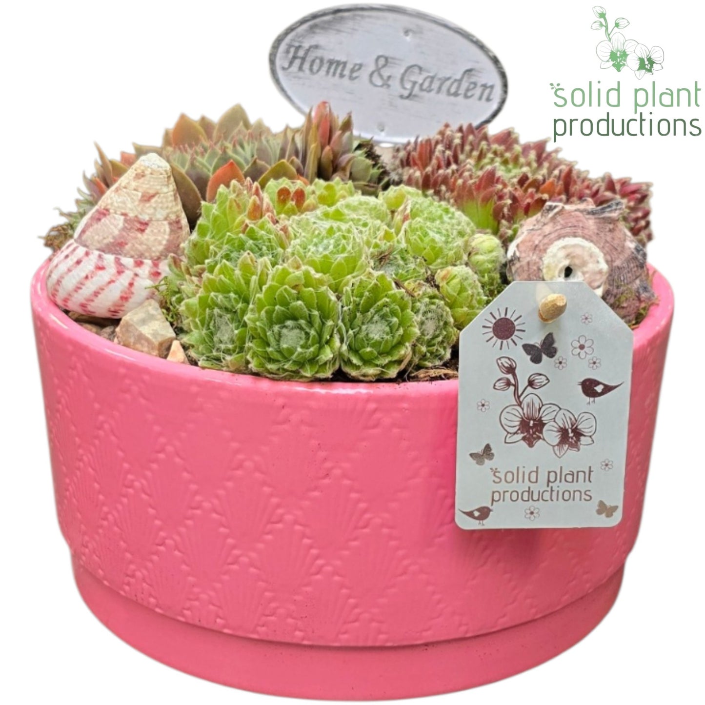 Solid Plant Productions SMP036 Loes Pink Sempervivum Pack of 4