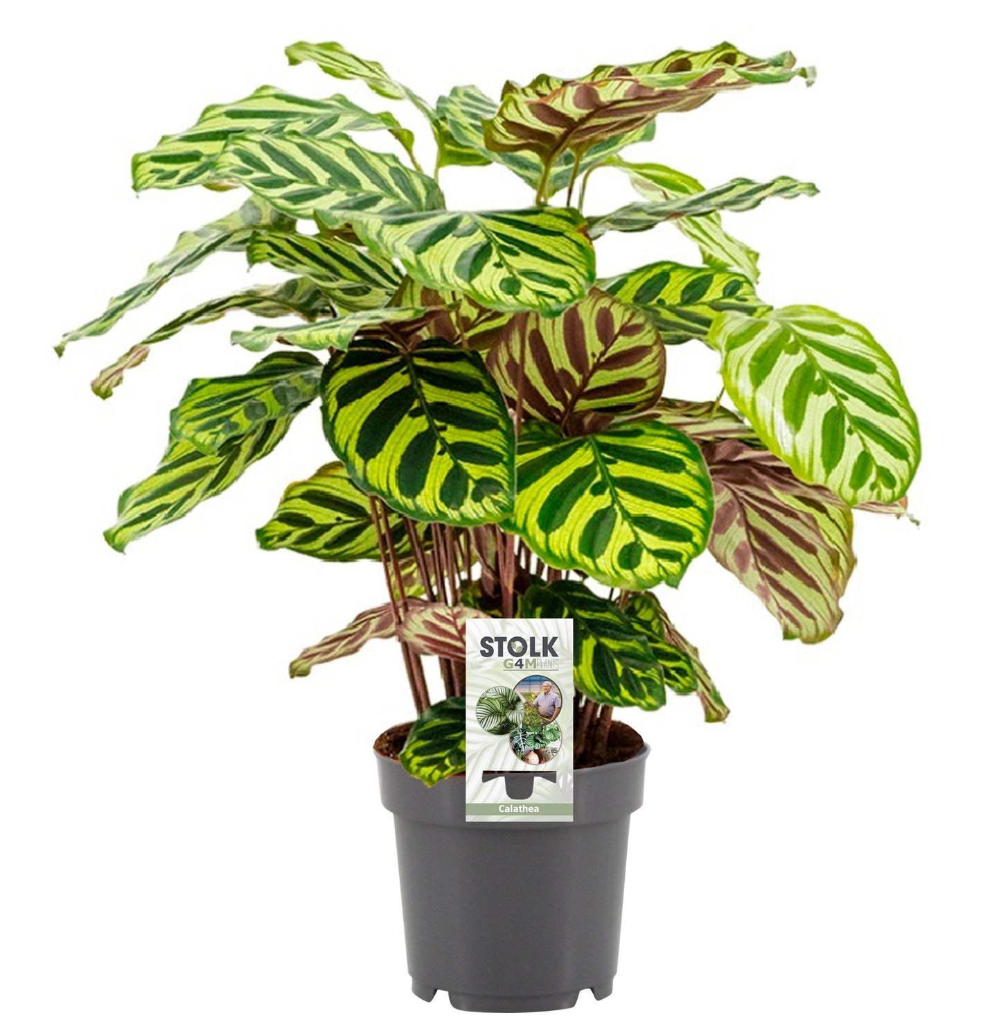 Stolk G4M Plants Calathea makoyana Pack of 8