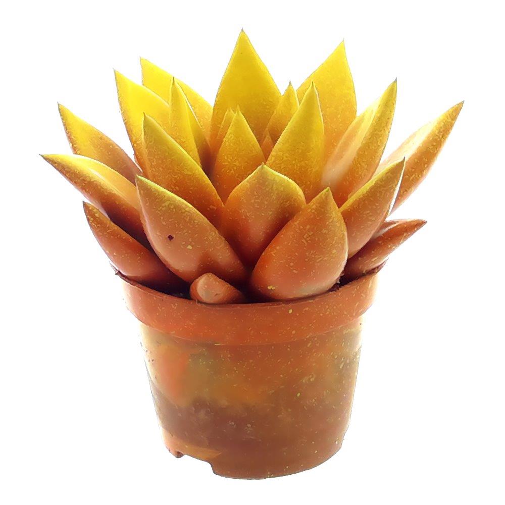Echeveria colored orange 8cm 6cm Pot
