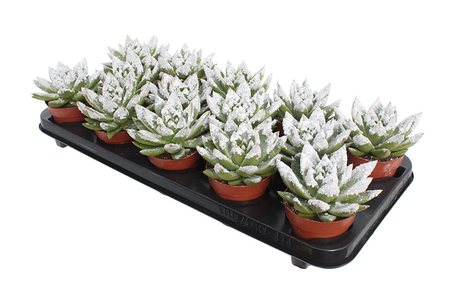Amigo Plant VOF Miranda + snowy tips Pack of 14