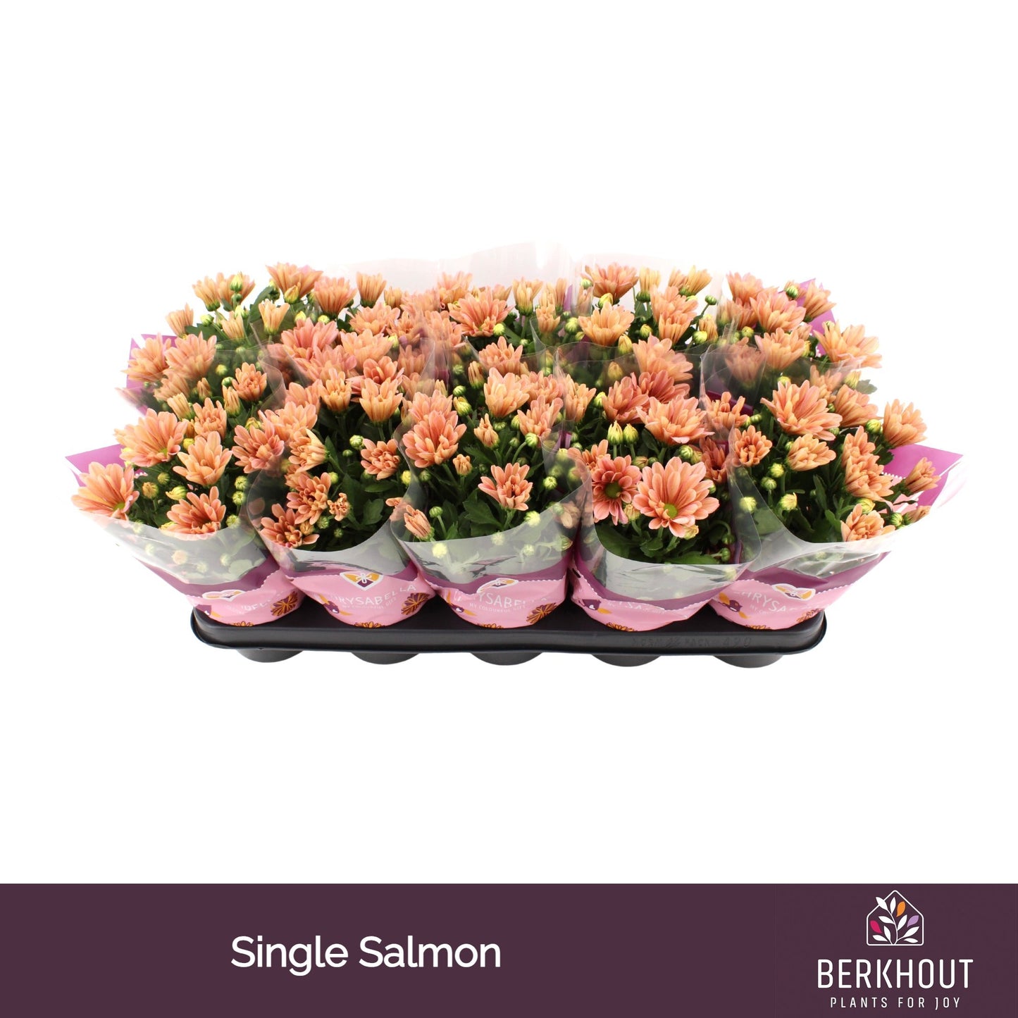 Berkhout Plants Chrysanthemum purple Pack of 10