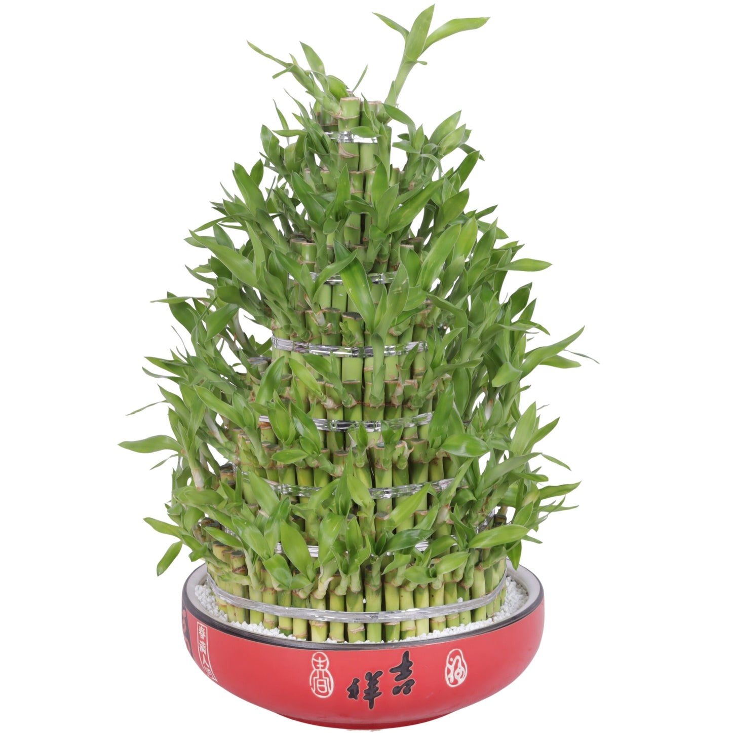 Drac. Lucky Bamboo 55cm 25cm Pot