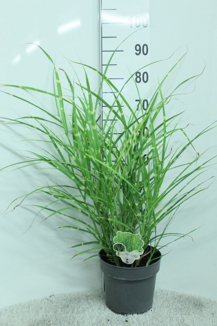 Miscanthus Zebrinus 90cm 23cm Pot