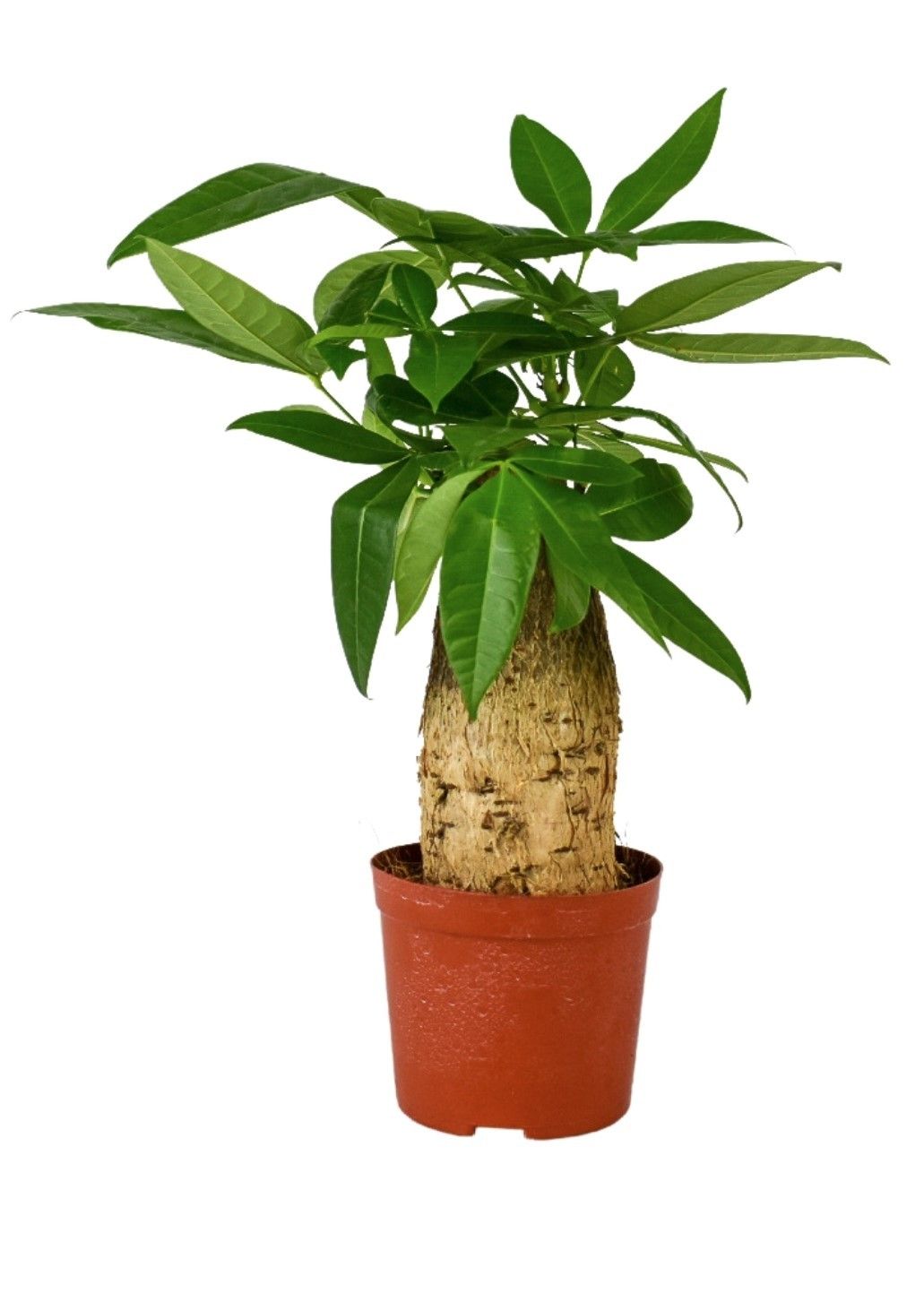 Pachira aquatica 30cm 12cm Pot