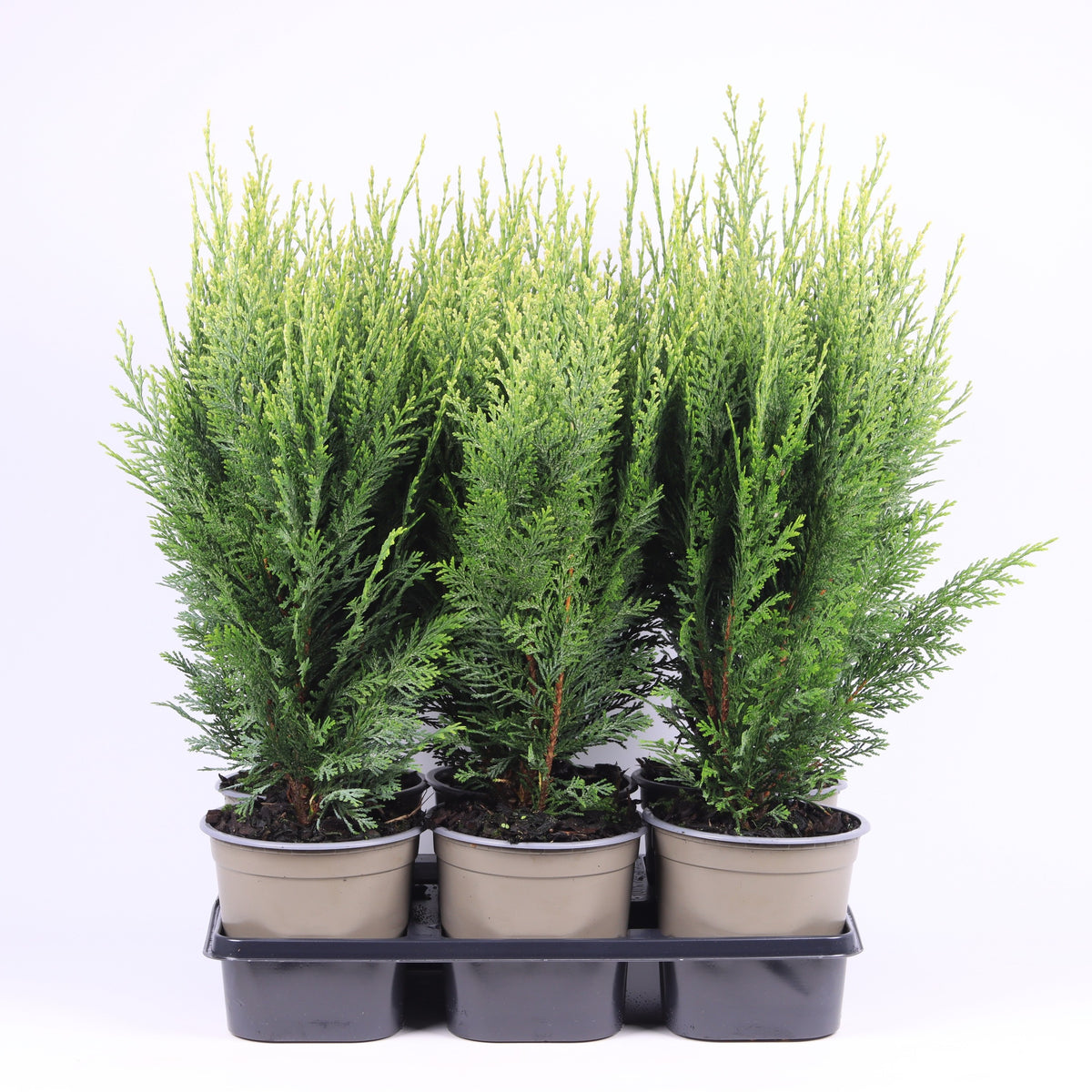 Chamaecyparis White Spot 45cm 15cm Pot