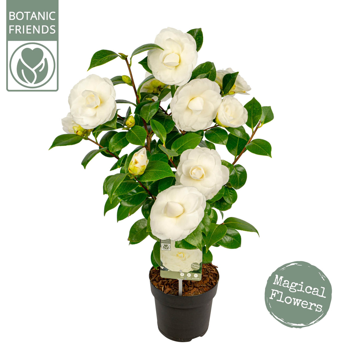 Camellia japonica 50cm 15cm Pot