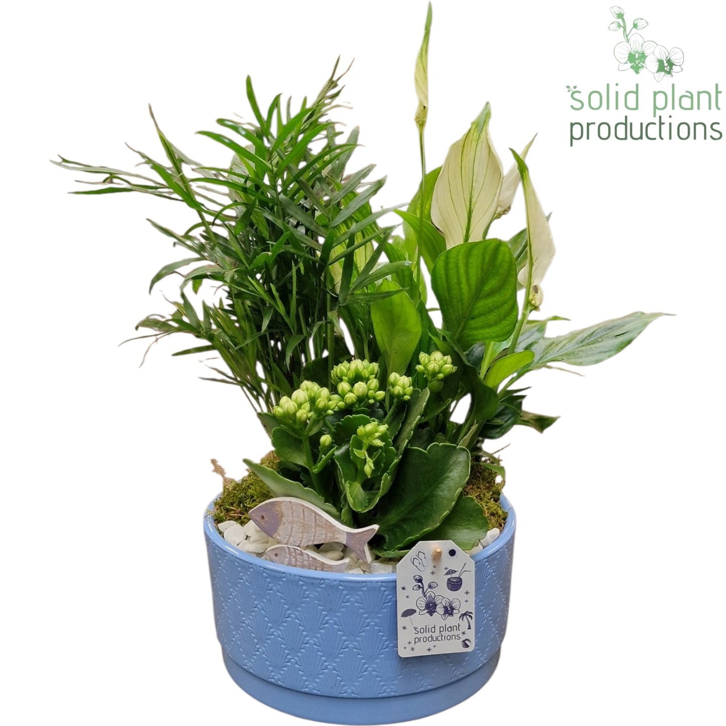 Solid Plant Productions AAN002 Loes Blue Actie Pack of 4