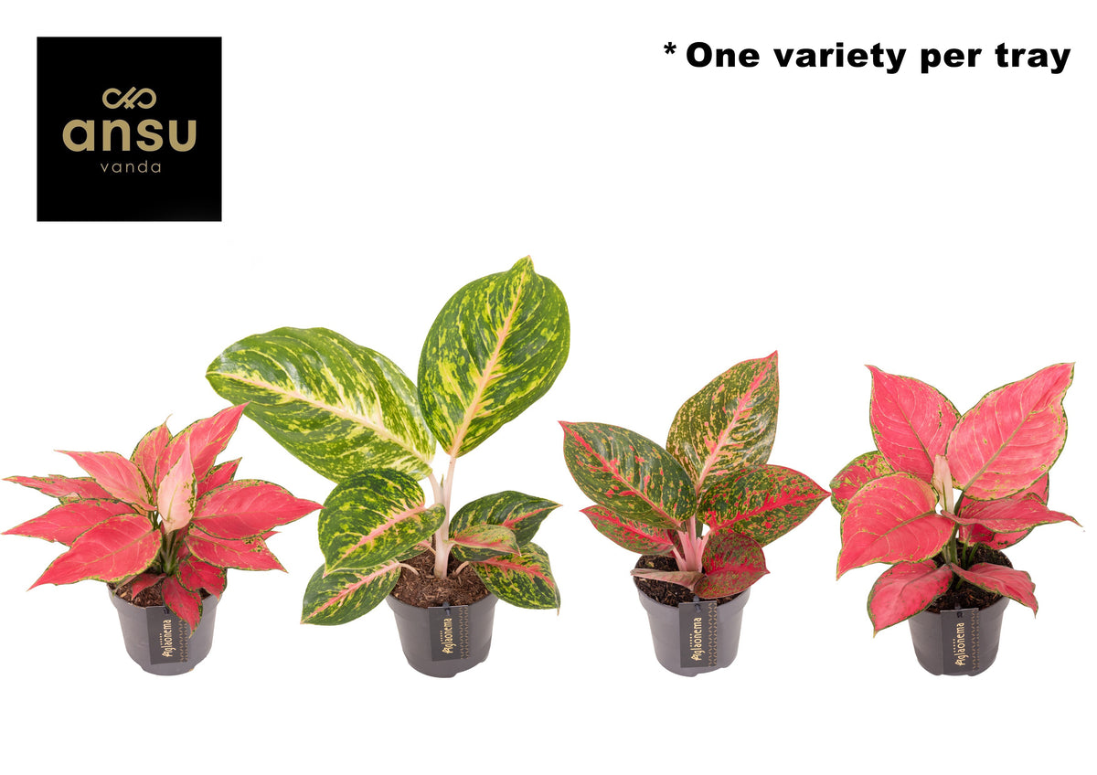 Aglaonema mix 35cm 12cm Pot