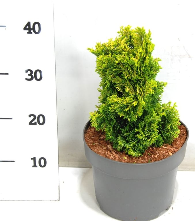 Chamaecyparis obtusa Aurora 40cm 23cm Pot